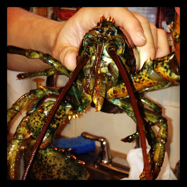 lobster pre-pot lobster
